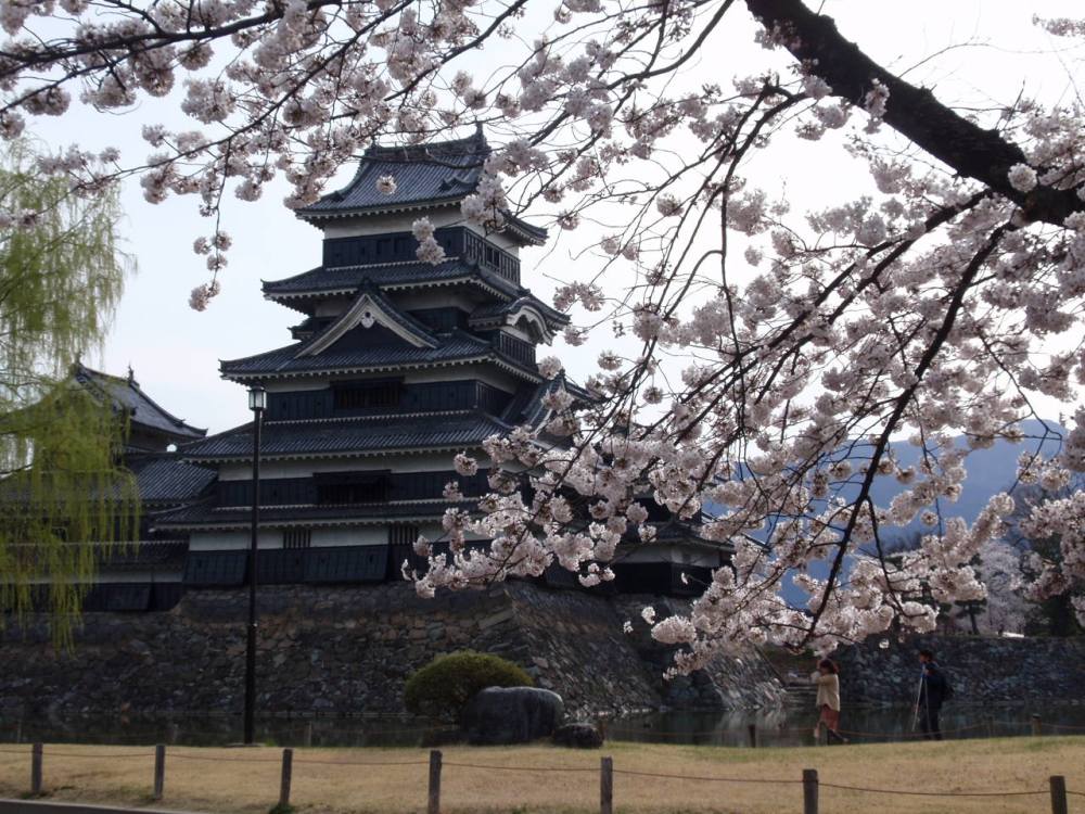 松本城　桜